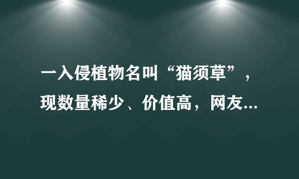 一入侵植物名叫“猫须草”，现数量稀少、价值高，网友：因可爱？