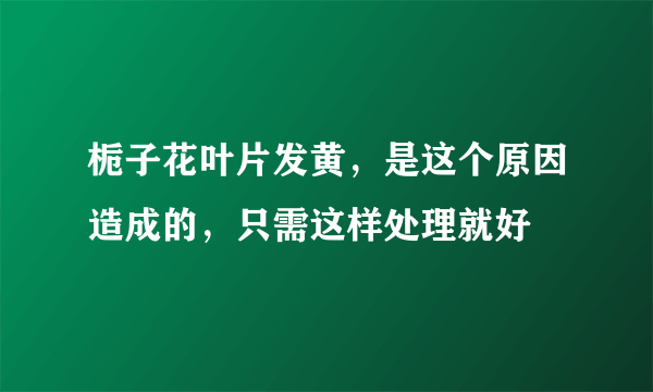 栀子花叶片发黄，是这个原因造成的，只需这样处理就好