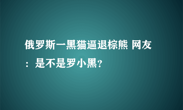 俄罗斯一黑猫逼退棕熊 网友：是不是罗小黑？