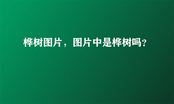 桦树图片，图片中是桦树吗？