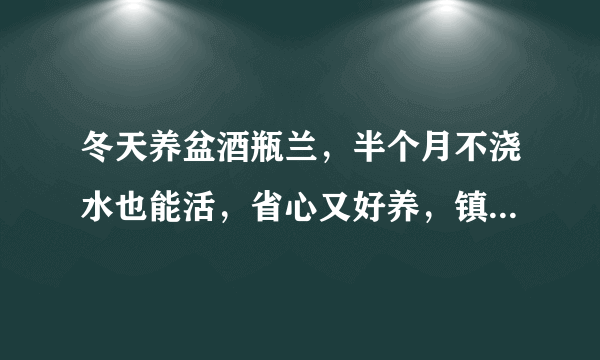 冬天养盆酒瓶兰，半个月不浇水也能活，省心又好养，镇宅又旺运！