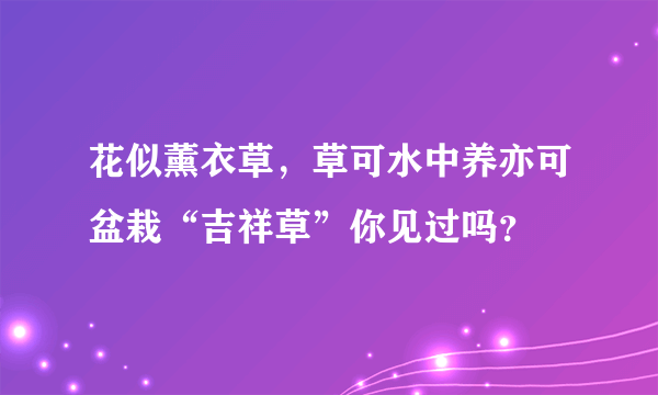 花似薰衣草，草可水中养亦可盆栽“吉祥草”你见过吗？