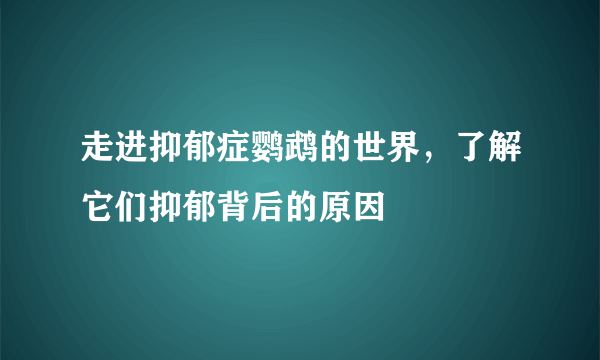 走进抑郁症鹦鹉的世界，了解它们抑郁背后的原因