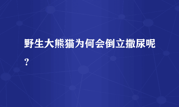 野生大熊猫为何会倒立撒尿呢？