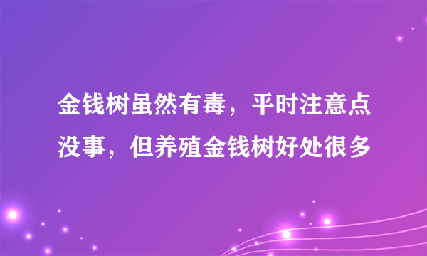 金钱树虽然有毒，平时注意点没事，但养殖金钱树好处很多