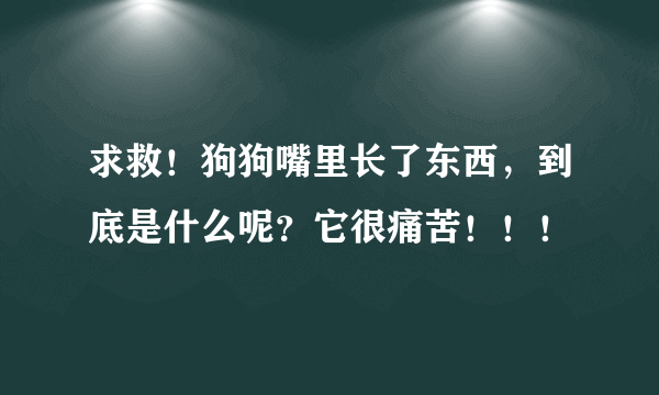 求救！狗狗嘴里长了东西，到底是什么呢？它很痛苦！！！