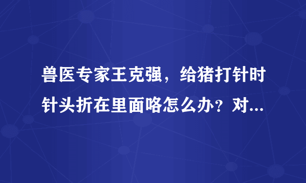 兽医专家王克强，给猪打针时针头折在里面咯怎么办？对猪有影响么