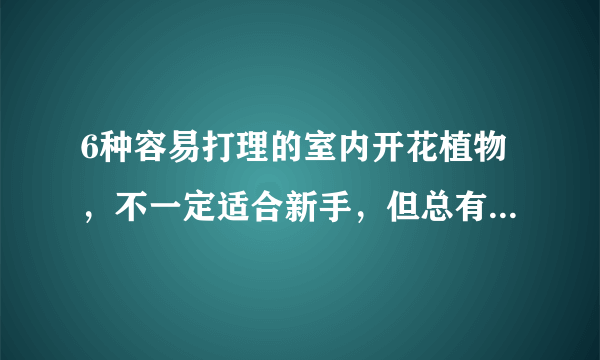 6种容易打理的室内开花植物，不一定适合新手，但总有一种适合你