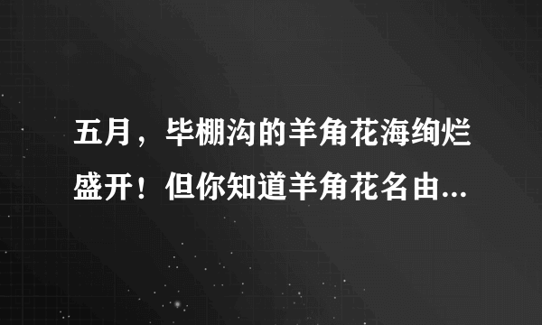 五月，毕棚沟的羊角花海绚烂盛开！但你知道羊角花名由何而来吗？