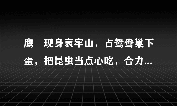 鹰鸮现身哀牢山，占鸳鸯巢下蛋，把昆虫当点心吃，合力赶走凤头鹰