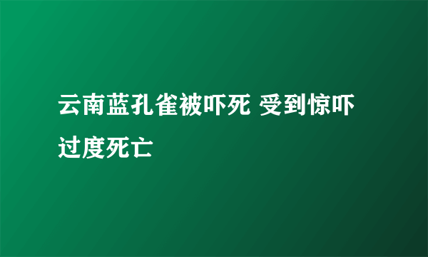 云南蓝孔雀被吓死 受到惊吓过度死亡