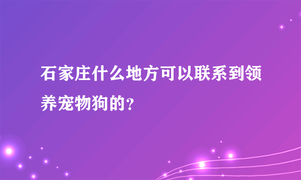 石家庄什么地方可以联系到领养宠物狗的？