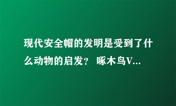 现代安全帽的发明是受到了什么动物的启发？ 啄木鸟VS小乌龟哪个才是正确答案