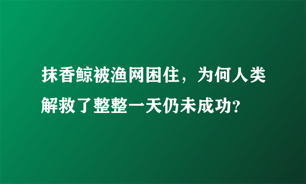 抹香鲸被渔网困住，为何人类解救了整整一天仍未成功？