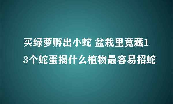 买绿萝孵出小蛇 盆栽里竟藏13个蛇蛋揭什么植物最容易招蛇