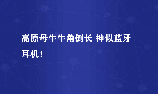 高原母牛牛角倒长 神似蓝牙耳机！