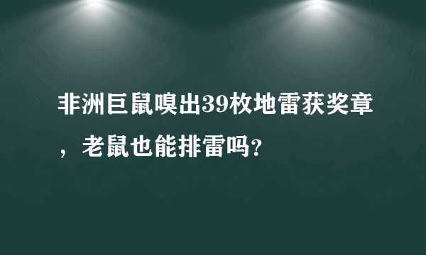 非洲巨鼠嗅出39枚地雷获奖章，老鼠也能排雷吗？