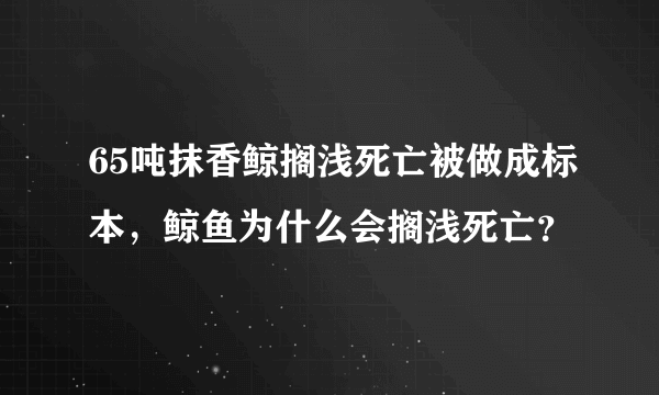 65吨抹香鲸搁浅死亡被做成标本，鲸鱼为什么会搁浅死亡？