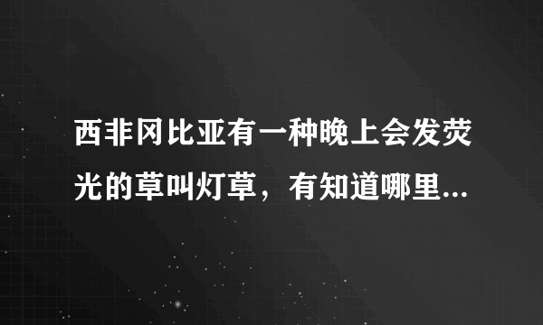 西非冈比亚有一种晚上会发荧光的草叫灯草，有知道哪里能买到种子的吗？求购 附带联系法方式