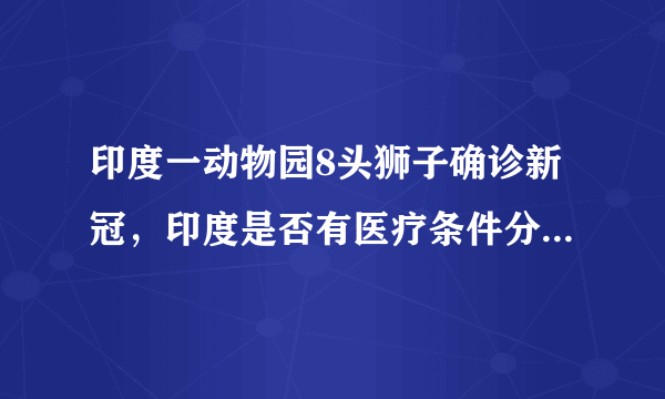 印度一动物园8头狮子确诊新冠，印度是否有医疗条件分给动物？