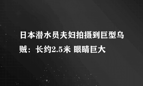 日本潜水员夫妇拍摄到巨型乌贼：长约2.5米 眼睛巨大