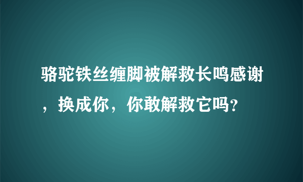 骆驼铁丝缠脚被解救长鸣感谢，换成你，你敢解救它吗？