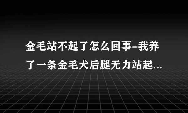 金毛站不起了怎么回事-我养了一条金毛犬后腿无力站起困难是啥病？