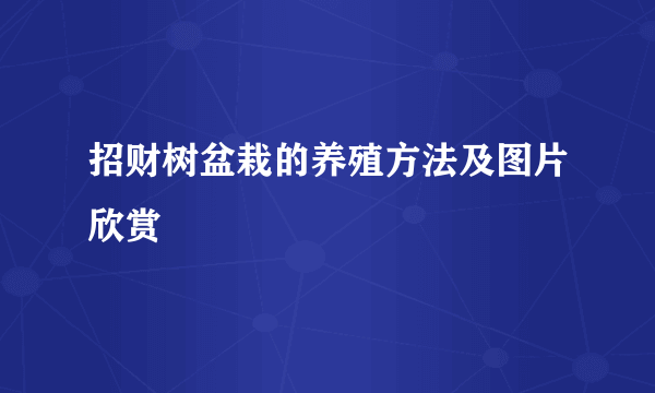 招财树盆栽的养殖方法及图片欣赏