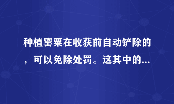 种植罂粟在收获前自动铲除的，可以免除处罚。这其中的处罚指的是什么？