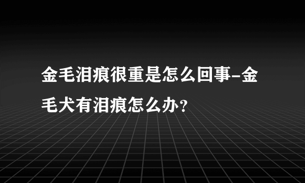 金毛泪痕很重是怎么回事-金毛犬有泪痕怎么办？