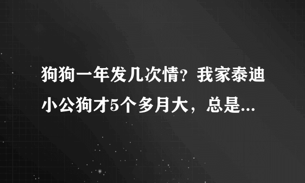 狗狗一年发几次情？我家泰迪小公狗才5个多月大，总是做交配动作正常吗？