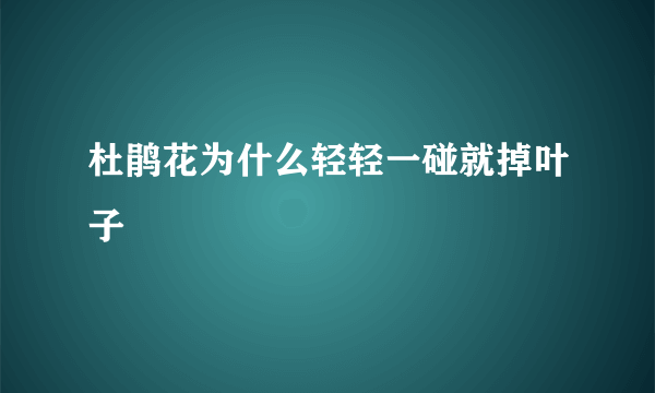 杜鹃花为什么轻轻一碰就掉叶子