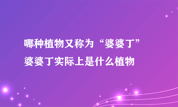 哪种植物又称为“婆婆丁”  婆婆丁实际上是什么植物