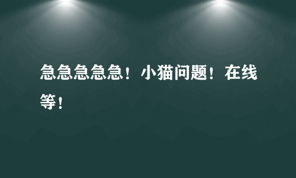 急急急急急！小猫问题！在线等！