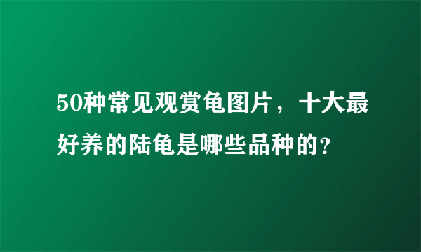 50种常见观赏龟图片，十大最好养的陆龟是哪些品种的？