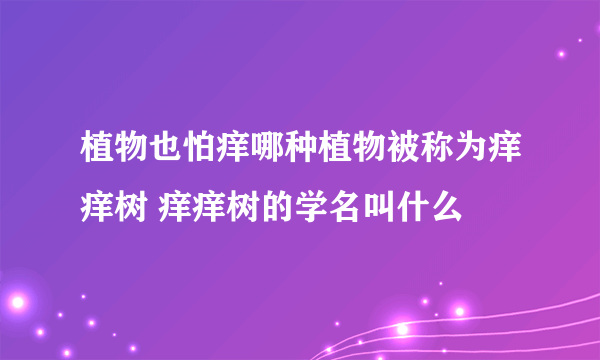 植物也怕痒哪种植物被称为痒痒树 痒痒树的学名叫什么