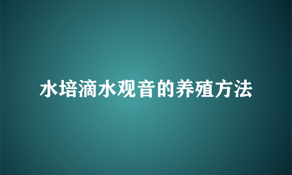 水培滴水观音的养殖方法