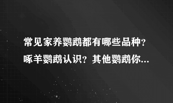 常见家养鹦鹉都有哪些品种？啄羊鹦鹉认识？其他鹦鹉你认识几种？