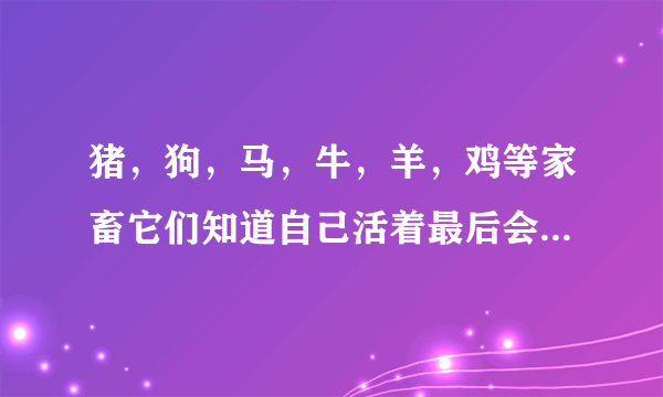 猪，狗，马，牛，羊，鸡等家畜它们知道自己活着最后会被杀掉吗？