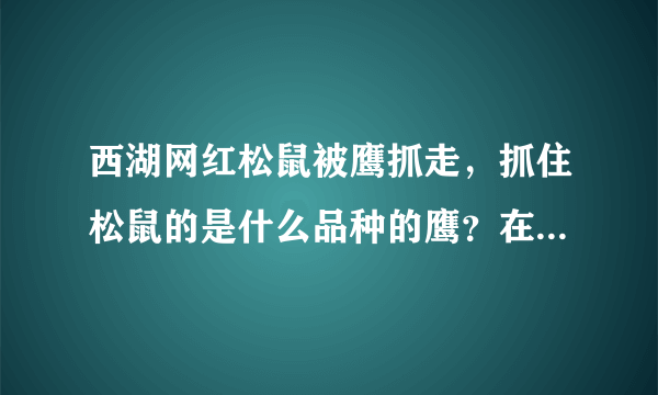 西湖网红松鼠被鹰抓走，抓住松鼠的是什么品种的鹰？在当地是否常见？