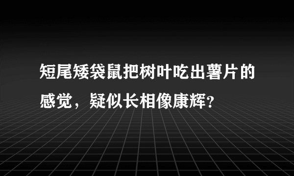 短尾矮袋鼠把树叶吃出薯片的感觉，疑似长相像康辉？