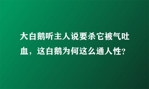 大白鹅听主人说要杀它被气吐血，这白鹅为何这么通人性？