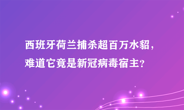 西班牙荷兰捕杀超百万水貂，难道它竟是新冠病毒宿主？