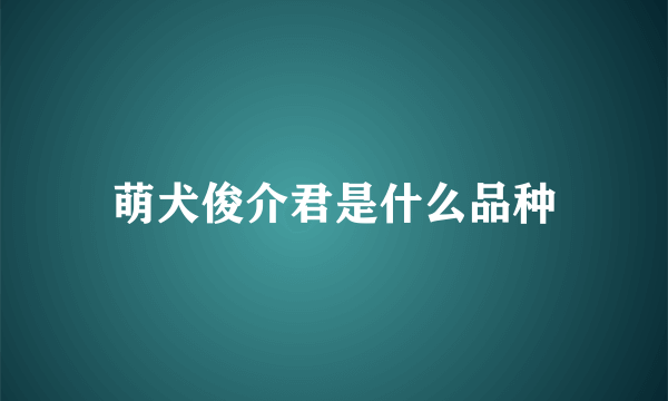 萌犬俊介君是什么品种